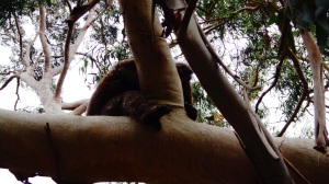Lomha koala
