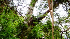 Koala a fán